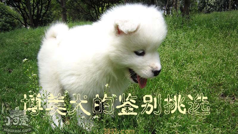 博美犬的鉴别挑选(图1)