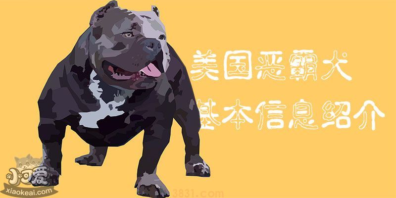 美国恶霸犬基本信息绍介(图1)