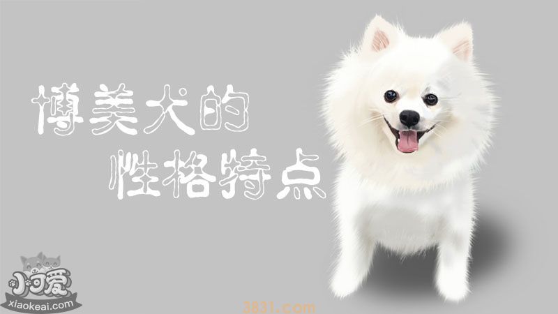 博美犬的性格特点有哪些(图1)