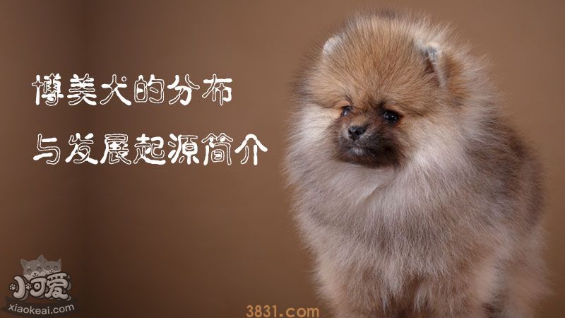 博美犬的分布与发展起源简介(图1)