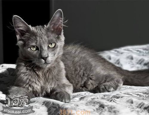 怎么训练内华达猫不乱抓家具 内华达猫乱抓家具制止方法(图1)