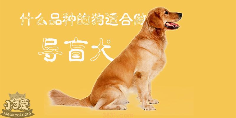 什么品种的狗适合做导盲犬(图1)