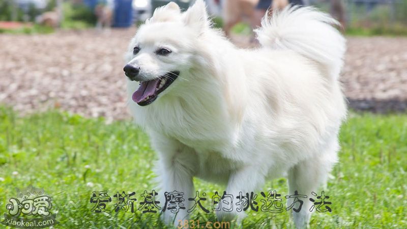 爱斯基摩犬的挑选方法(图1)