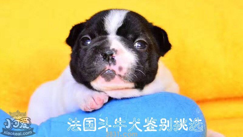 法国斗牛犬鉴别挑选(图1)