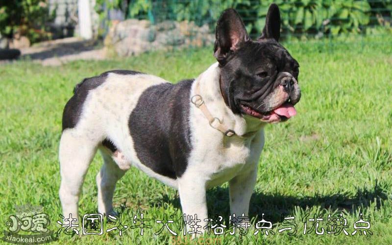 法国斗牛犬性格特点与优缺点(图1)