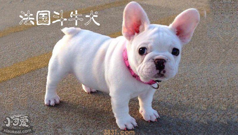 法国斗牛犬简介(图1)