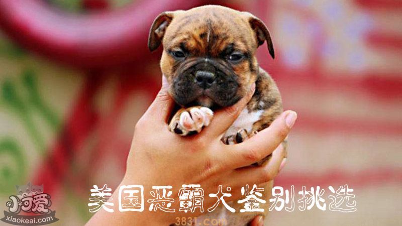 美国恶霸犬如何鉴别挑选(图1)