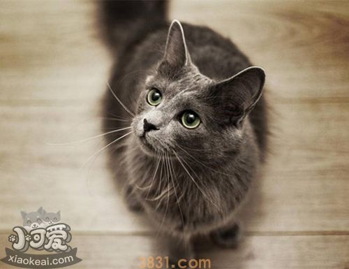 怎么训练内华达猫 内华达猫训练方法(图1)