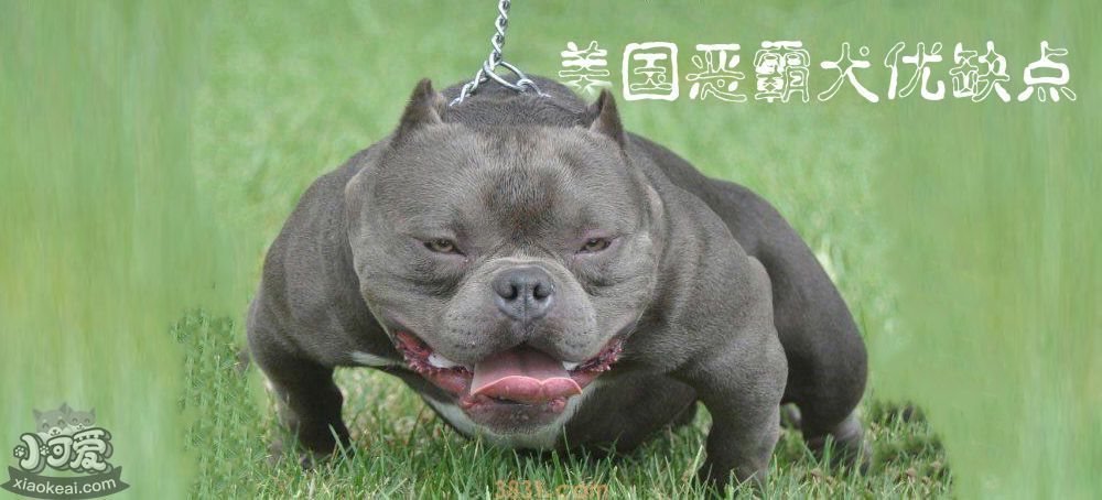 美国恶霸犬优缺点(图1)