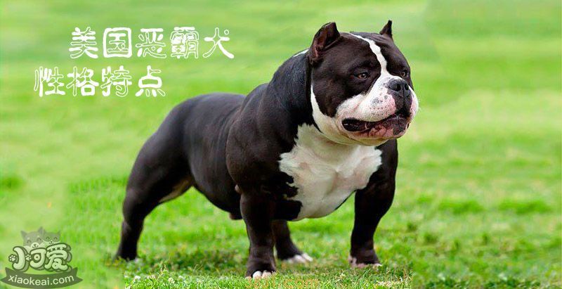 美国恶霸犬性格特点(图1)