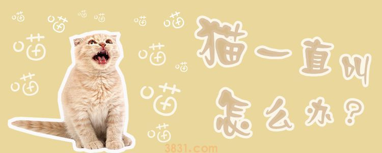 猫一直叫怎么办(图1)