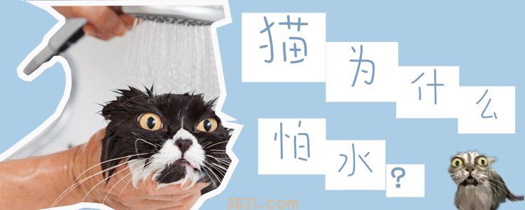 猫为什么怕水(图1)