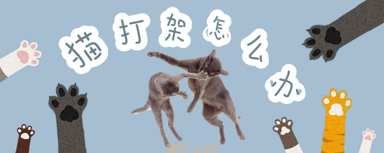 猫打架怎么办(图1)