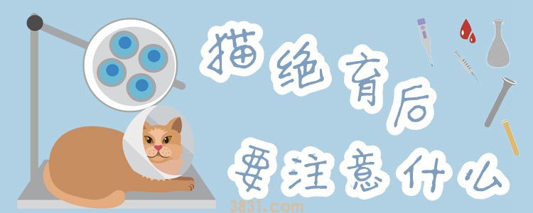 猫绝育后要注意什么(图1)