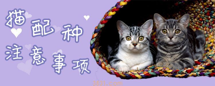 猫配种注意事项(图1)