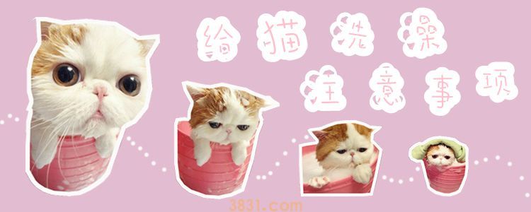 给猫洗澡注意事项(图1)