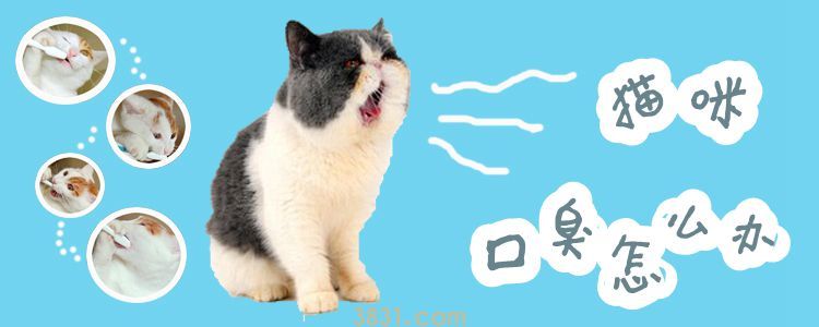 猫咪口臭怎么办(图1)