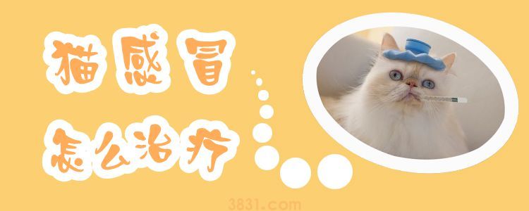 猫感冒怎么治疗(图1)