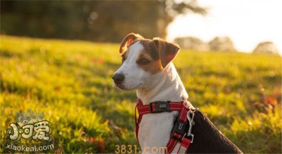夏天养狗要注意什么 怎样才能让狗狗平安一夏(图1)