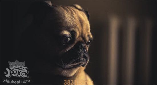 寿命短的狗狗有哪些 重感情的人最好不要养(图1)