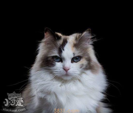 伯曼猫初次交配要注意什么 伯曼猫初次交配注意事项(图1)