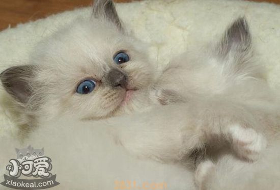 怎么帮伯曼猫接生 伯曼猫接生技巧(图1)