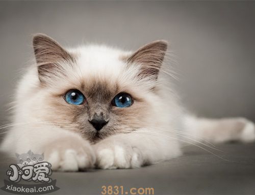 伯曼猫假孕是怎么回事 伯曼猫假孕大揭秘(图1)
