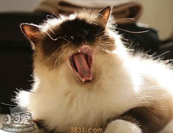 伯曼猫奶水不足怎么办 伯曼猫催奶方法(图1)