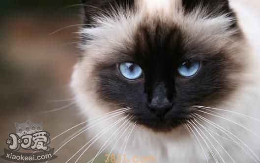 如何辨别伯曼猫是否怀孕 伯曼猫怀孕判断方法(图1)