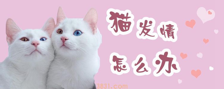 猫发情怎么办 给猫咪切一刀吧(图1)