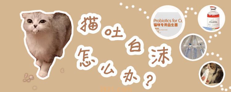 猫吐白沫怎么办(图1)