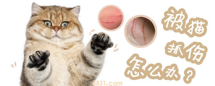被猫抓伤怎么办(图1)