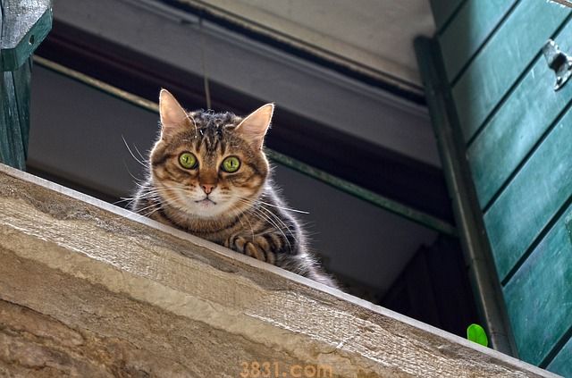 猫中暑了怎么办(图1)