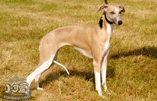 格力犬每天怎么溜 格力犬怎么遛出完美体形(图2)