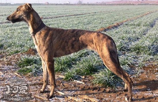 格力犬每天怎么溜 格力犬怎么遛出完美体形(图1)