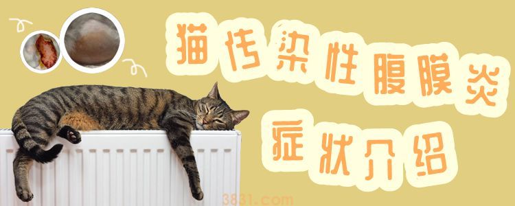 猫传染性腹膜炎症状介绍(图1)