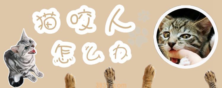 猫咬人怎么办(图1)