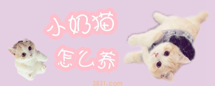 小奶猫怎么养(图1)