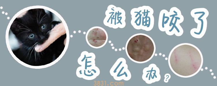 被猫咬了怎么办(图1)