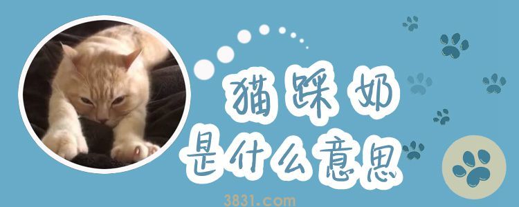 猫踩奶是什么意思(图1)