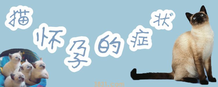猫怀孕的症状(图1)