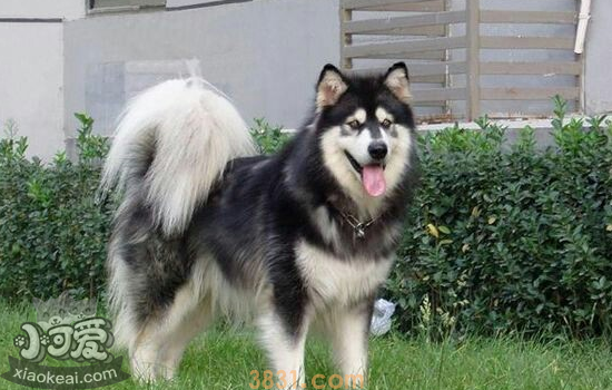 阿拉斯加为什么禁养 禁养阿拉斯加因为什么你知道吗?(图1)