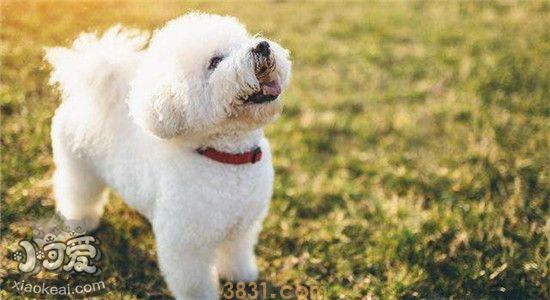 养比熊犬的坏处有哪些 想养比熊的可以看一看(图1)