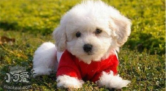 养比熊犬的坏处有哪些 想养比熊的可以看一看(图2)