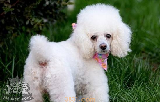 贵宾犬和泰迪的区别 它俩其实是一个品种(图1)