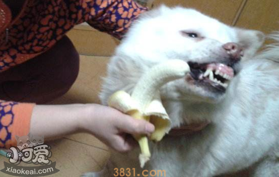 贵宾犬能吃香蕉吗 吃多了香蕉会有什么危害吗(图1)