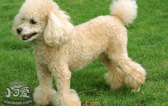 贵宾犬能吃香蕉吗 吃多了香蕉会有什么危害吗(图2)