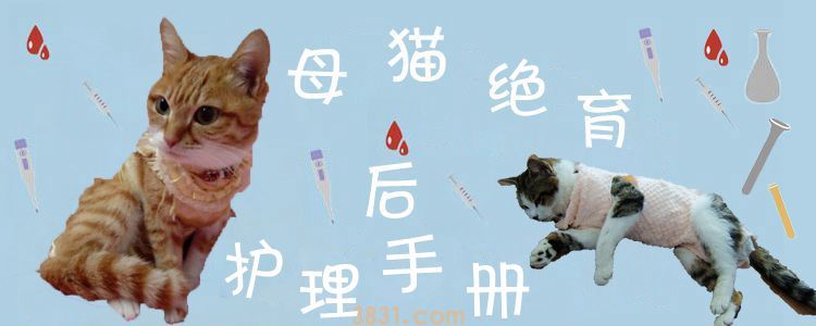 母猫绝育手术后护理方法(图1)