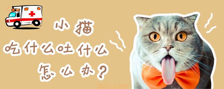 小猫吃什么吐什么怎么办(图1)