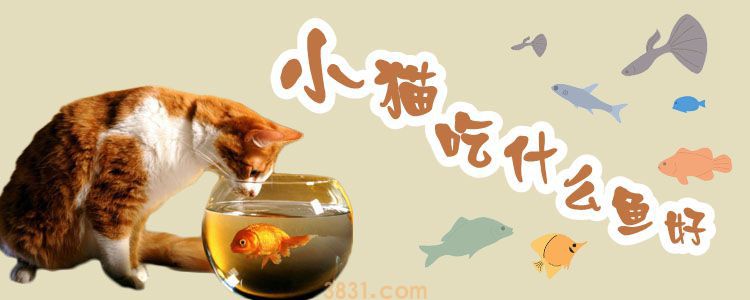 小猫吃什么鱼好(图1)